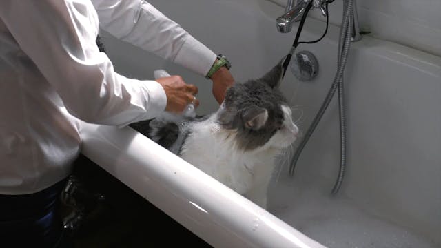 How to Wash a Cat