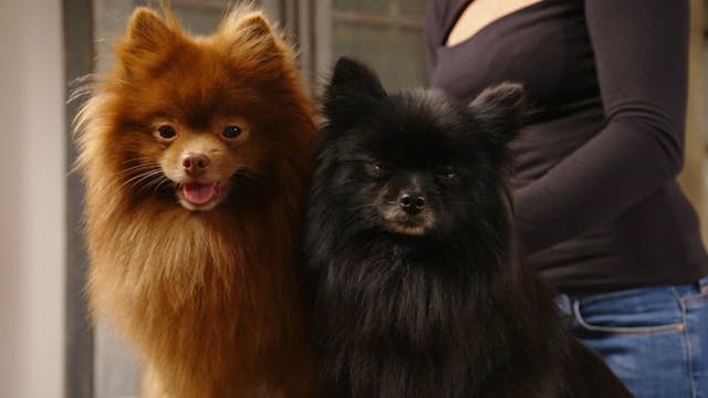 Breed Series: Pomeranian
