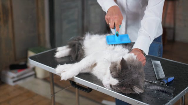 How to Brush a Cat