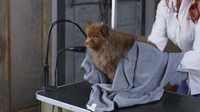 Drying Double Coat Dog