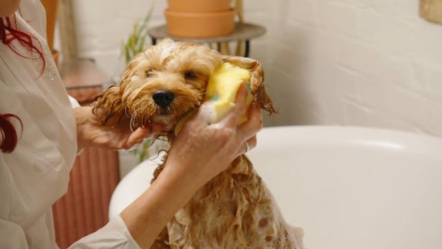 Essential Puppy Care Guide