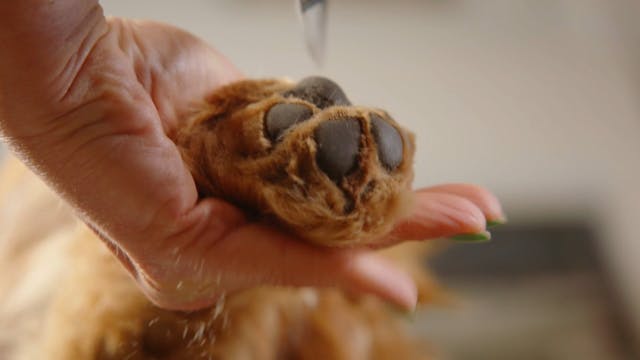 Feet Series: Cocker Spaniel Feet