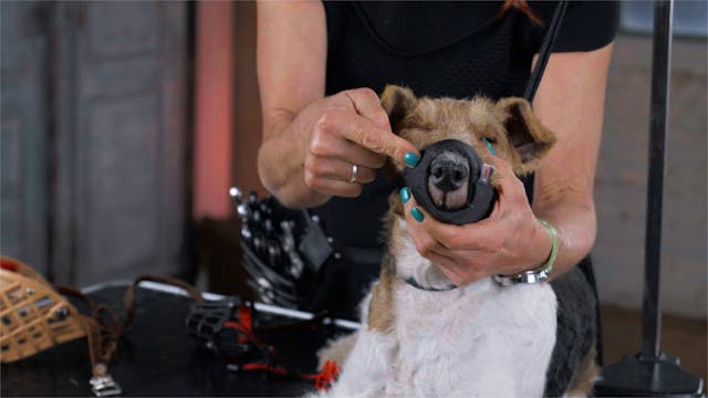 Muzzling a Dog Explained