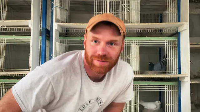 How & when to band pigeon babies