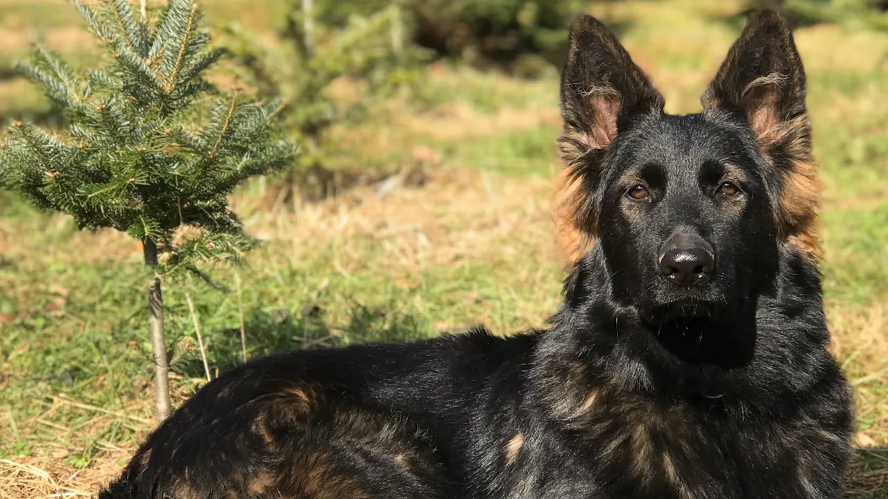 FAMILY DOG FUNDAMENTALS— THE WARREN WAY
