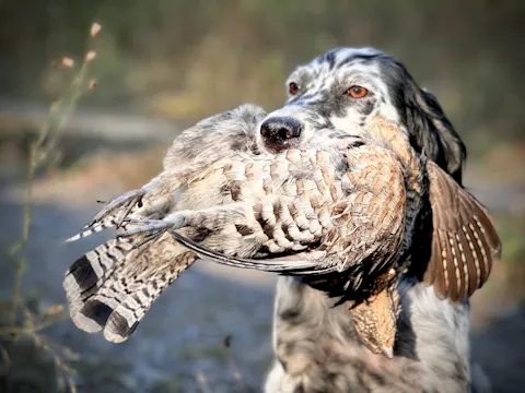 GROUSE HUNTING & GROUSE DOGS — THE WARREN WAY