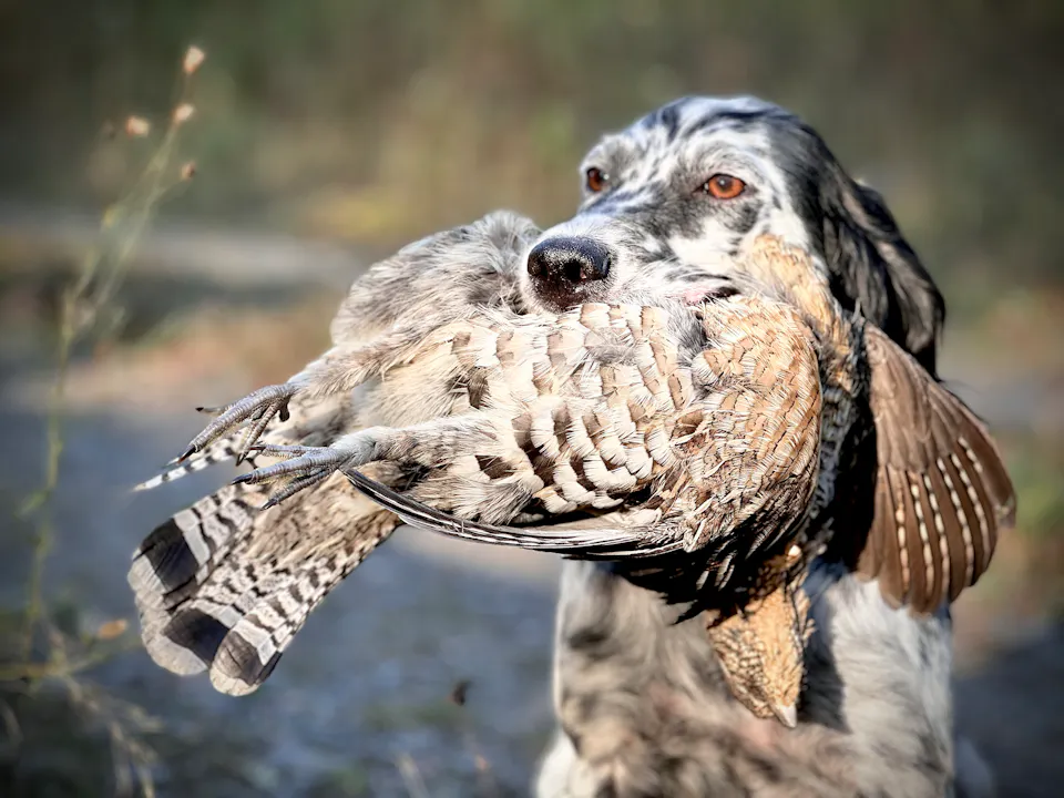 GROUSE HUNTING & GROUSE DOGS — THE WARREN WAY