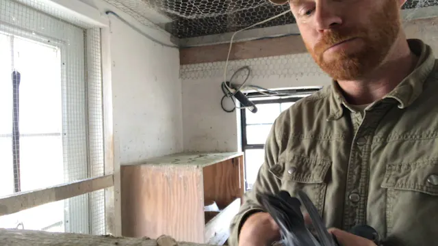 Pigeon Body and Handling