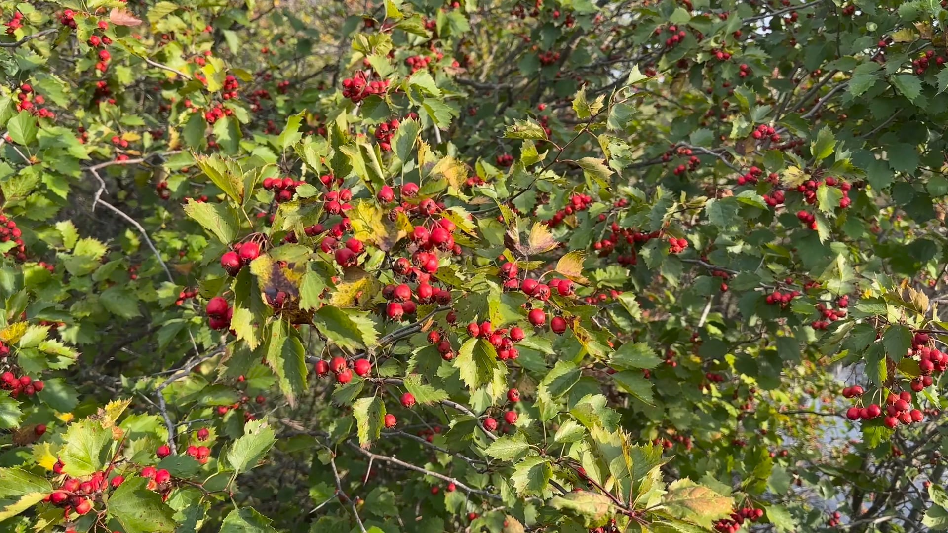 A look at grouse habitat