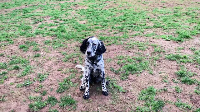 Outside Retrieve Lesson: wearing remote collar