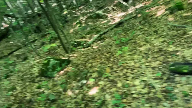 Jiibay Bird Work 7/27/19