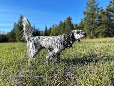 RAISING YOUR BIRD DOG— THE WARREN WAY