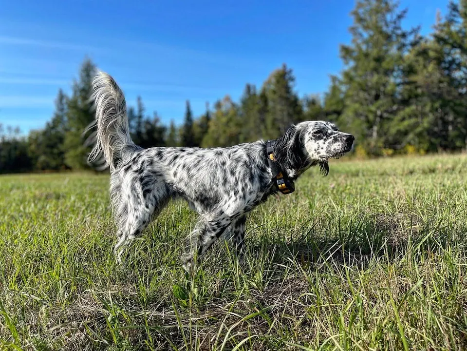 RAISING YOUR BIRD DOG— THE WARREN WAY
