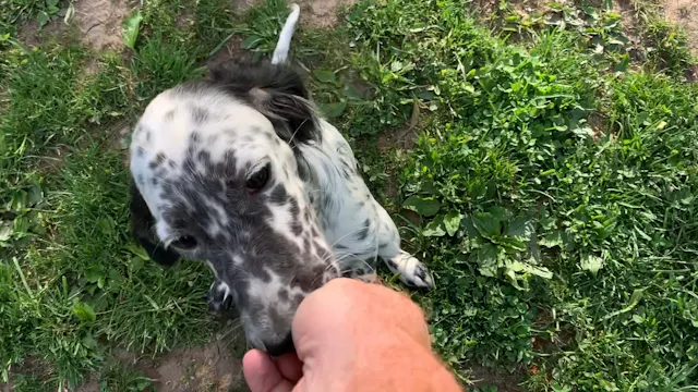Ina’amii Obedience #13, Bird Work & Retrieve. 5/20/20