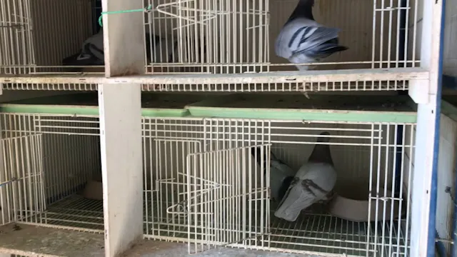 Pigeon breeding season