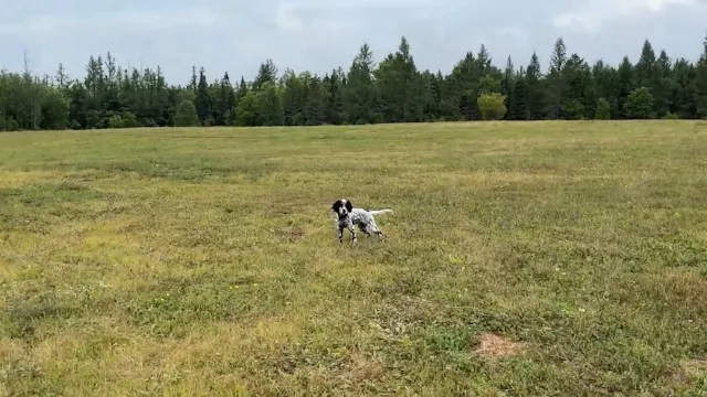 Freestyle Training With Whoa & Recall