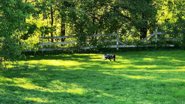 Name' Blind Retrieve #4