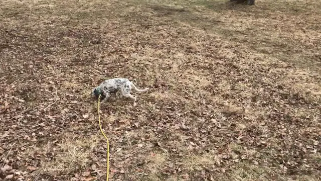 2019 PRL Pups Bird Work #9