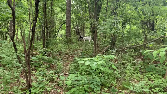 Ina’amii Obedience #14, Field Whoa Work 5/29/20