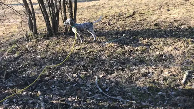 2019 PRL Pups Bird Work #4