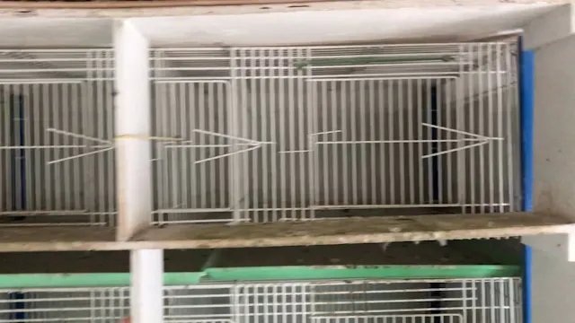 Pigeon Loft Design & Explanation