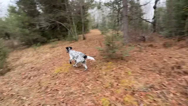 Ina’amii on 100+ yard grouse track