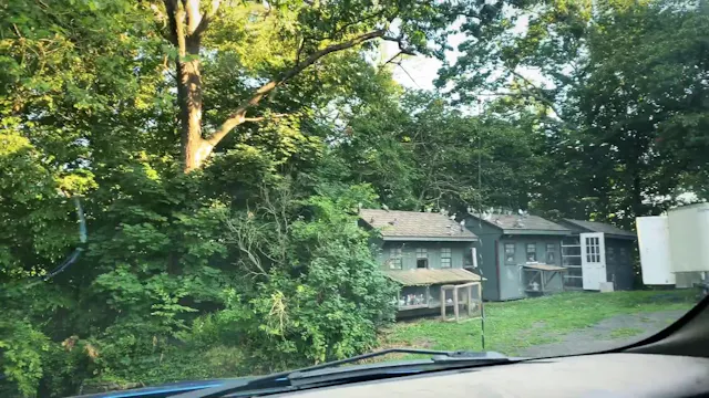 Pigeons first road training toss