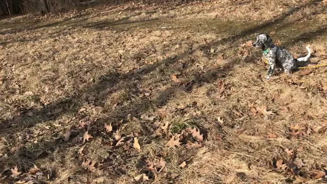 2019 PRL Pups Bird Work #10