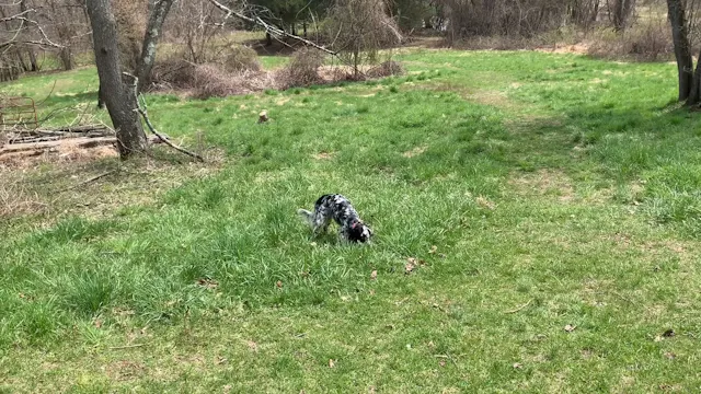 Name’ & Waawaate Blind Retrieve work 4/17/20