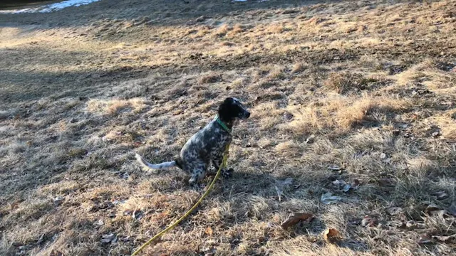 2019 PRL Pups Bird Work #2