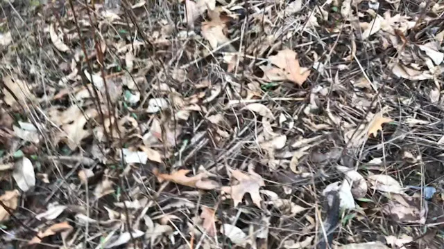 2019 PRL Pups Bird Work #6