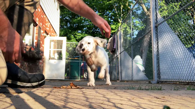 Jiibay Retrieve #11