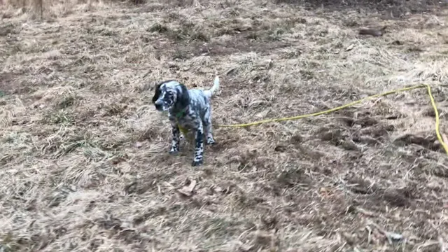 2019 PRL Pups Bird Work #5