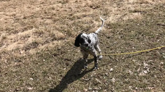 2019 PRL Pups Bird Work #8