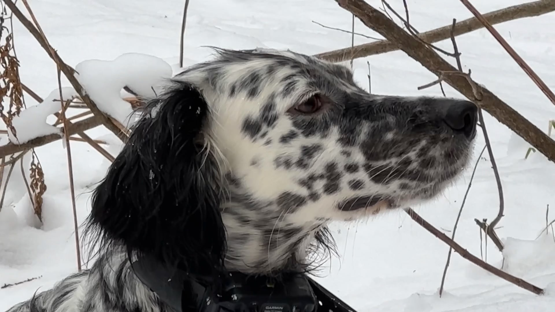 Winter solstice running grouse