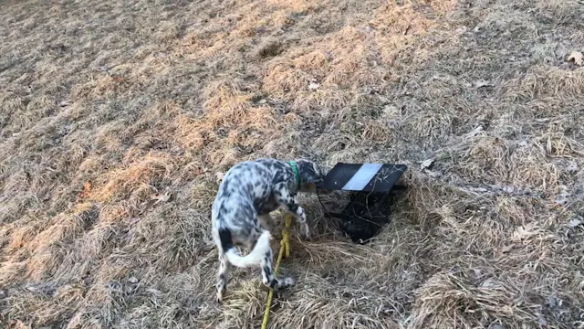 2019 PRL Pups Bird Work #3