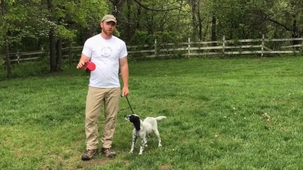 Basic Obedience Introduction— THE WARREN WAY