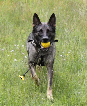 Canine Instinct