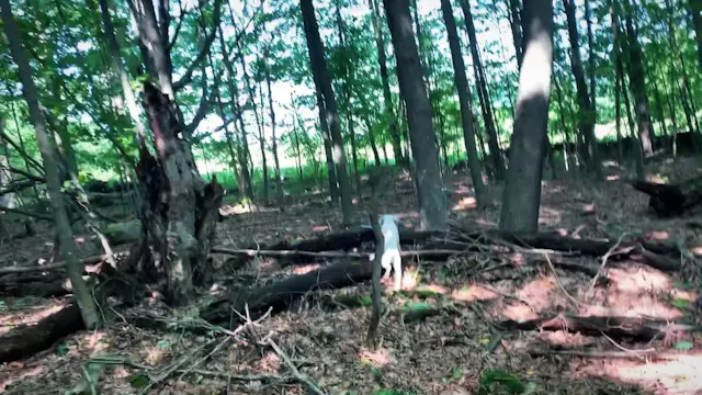 Jiibay Farm Run #6.  6/22/19