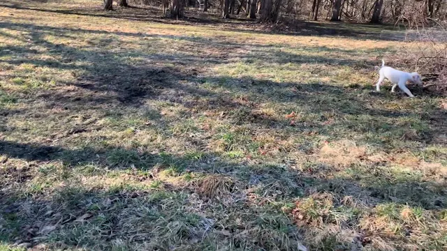 My young pup doesn’t range?