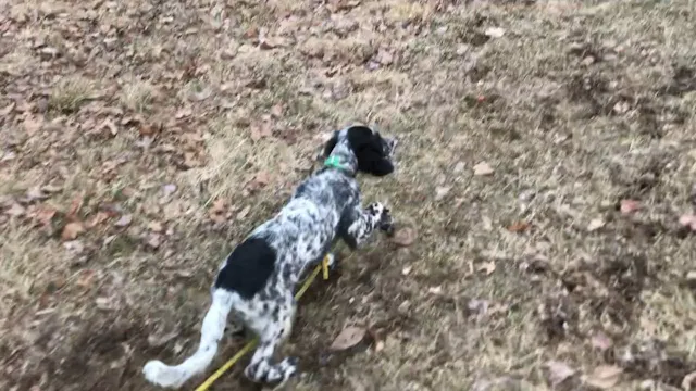2019 PRL Pups Bird Work #7
