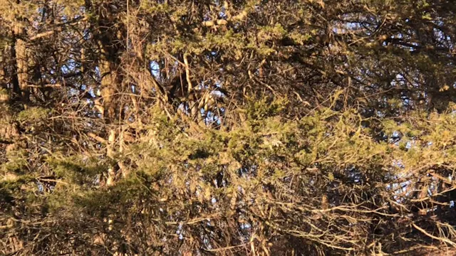 2019 PRL Pups Bird Work #1