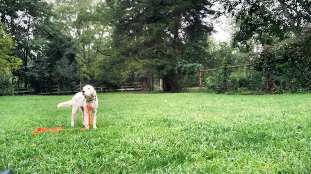 Jiibay Obedience #6.  8/18/19