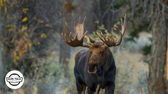 A Wildcat 35-284 Cartridge for Moose