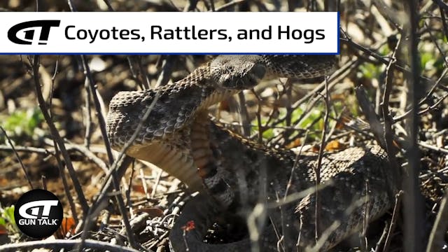 Hunting Coyotes, Rattlers, and Hogs i...