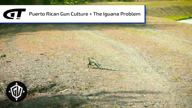 Iguana Go To Puerto Rico: P3