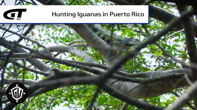 Iguana Go To Puerto Rico: P2