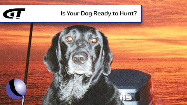 Is Your Dog Ready to Hunt?