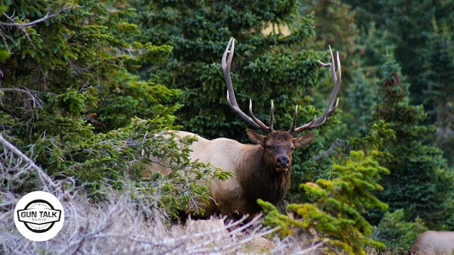 Elk Hunting: How to Get Started