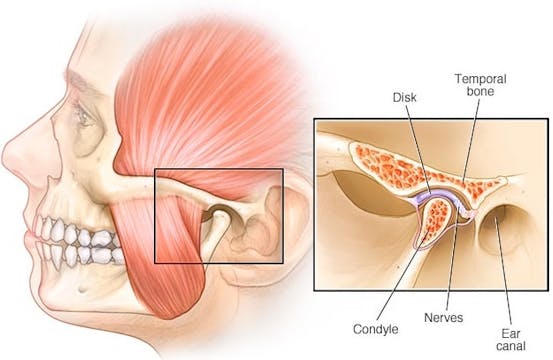 Temporomandibular Joint (TMJ)